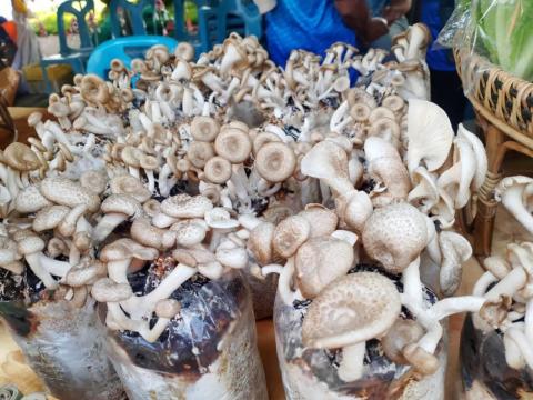 งานเทศการกินปลามูลอำเภอสตึกจังหวัดบุรีรัมย์ ประจำปี2568