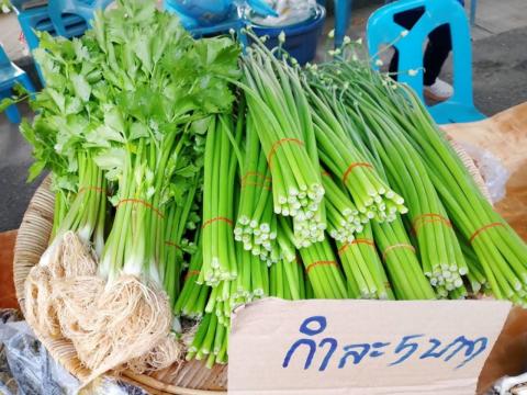 งานเทศการกินปลามูลอำเภอสตึกจังหวัดบุรีรัมย์ ประจำปี2568